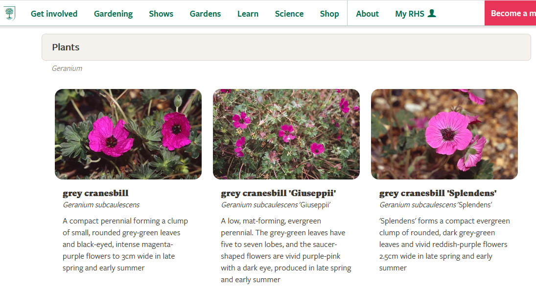 Geranium subcaulescens 'Splendens'